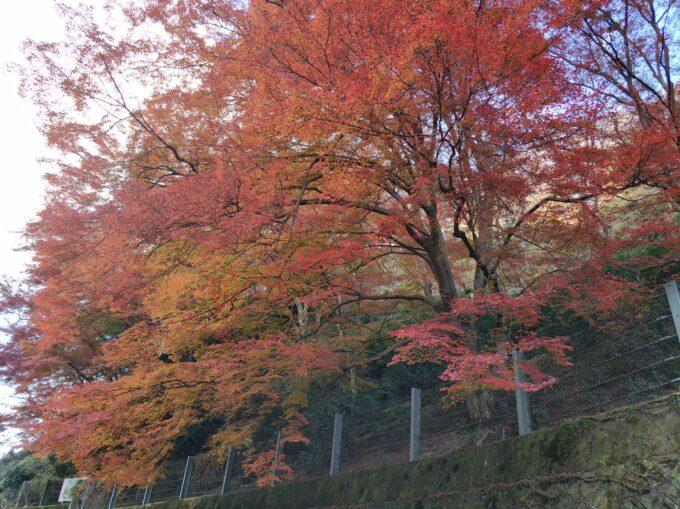 奈良　吉野山　紅葉　花見　桜