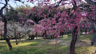 梅見 名古屋市農業センター お花見 梅の花