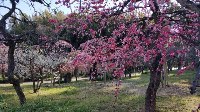 梅見　名古屋市農業センター　お花見　梅の花