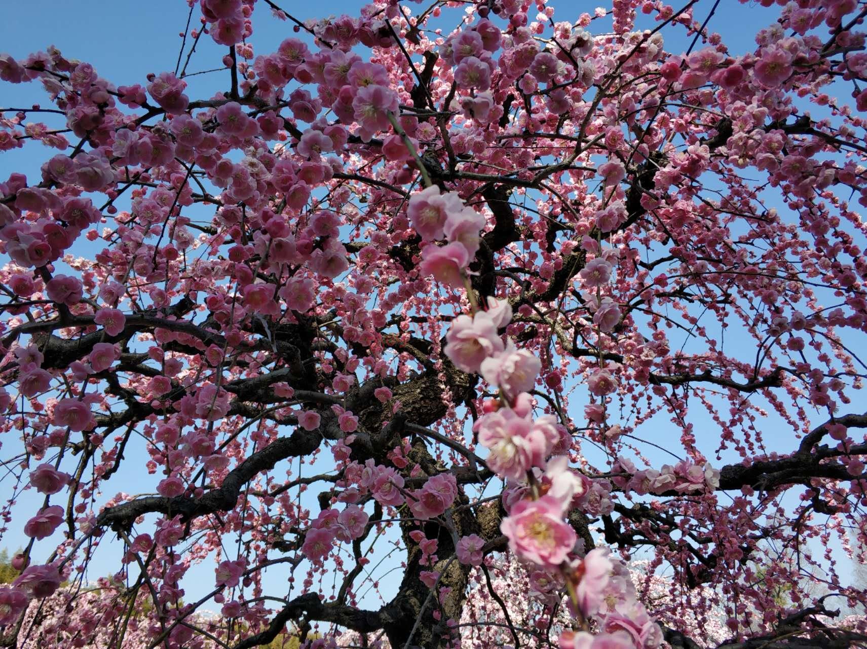 梅見　名古屋市農業センター　お花見　梅の花