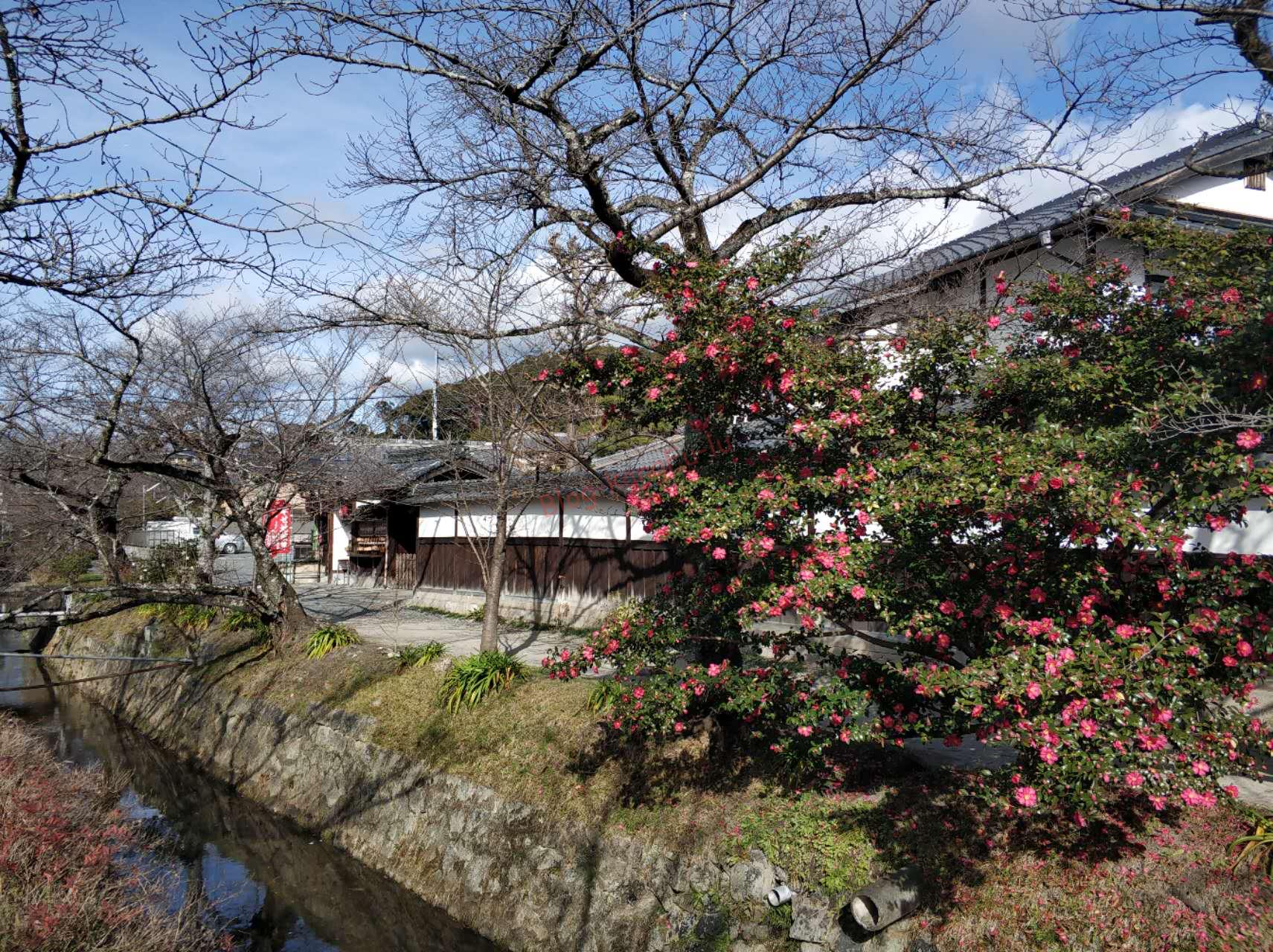 京都市　哲学の道