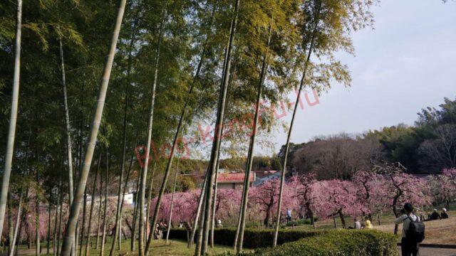 梅見 名古屋市農業センター お花見 梅の花