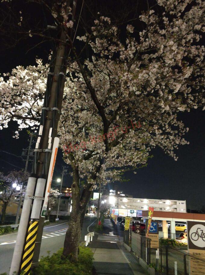 名古屋市 天白区 夜桜 天白川