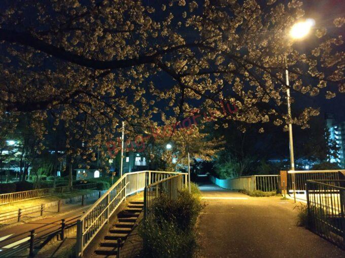 名古屋市 天白区 夜桜 天白川